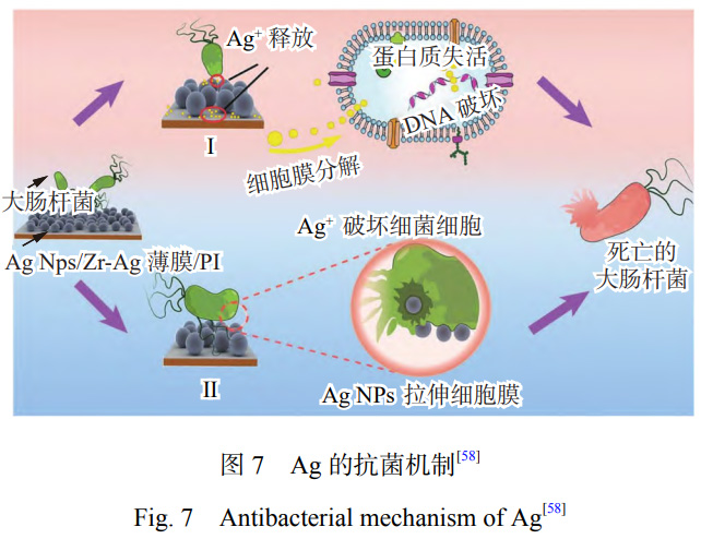 醫(yī)用鈦合金激光表面改性抗菌涂層的研究進(jìn)展